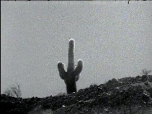 Imagen en blanco y negro de un cactus en primer plano con una forma alargada y dos brazos mas a los lados en un desierto