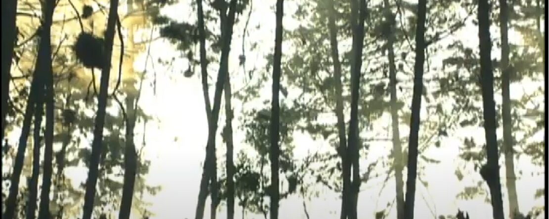 Siluetas de soldados caminando entre árboles en un bosque, iluminados desde el fondo por una luz blanca intensa que crea una atmósfera dramática.