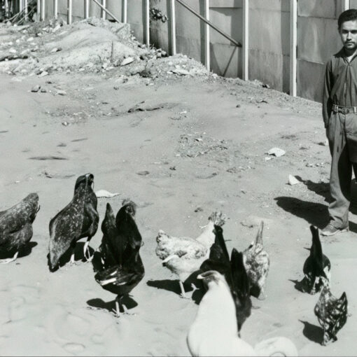 Imagen en blanco y negro de un niño dando de comer a las gallinas en un campo de tierra.
