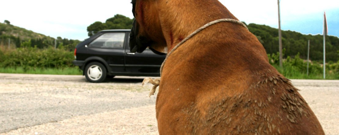 Imagen de Perros