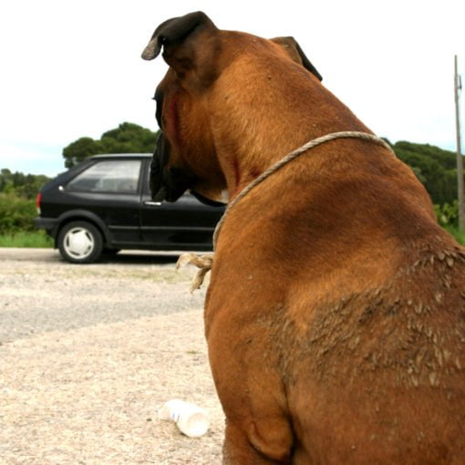 Imagen de Perros
