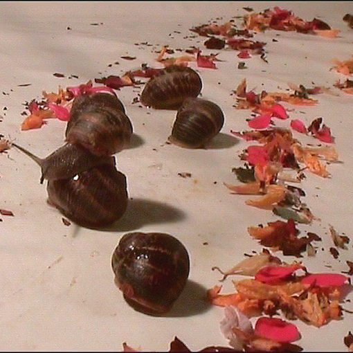 Plano secuencia de un caracol…