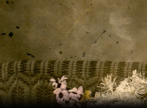 Fotografía muy antigua y descolorida, en ella hay un sofá con patrones tipo mosaico, al fondo una pared del mismo tono descolorido. En la parte baja derecha de la imagen hay unas flores sencillas rosas que rompen con la estética del resto de la imagen.