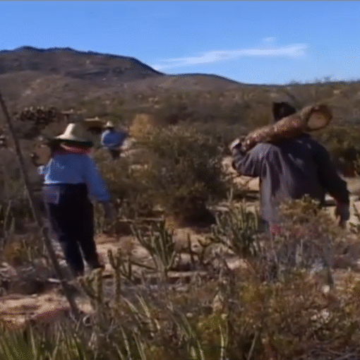 Grupo de personas caminando por un paisaje desértico transportando troncos de madera sobre los hombros.