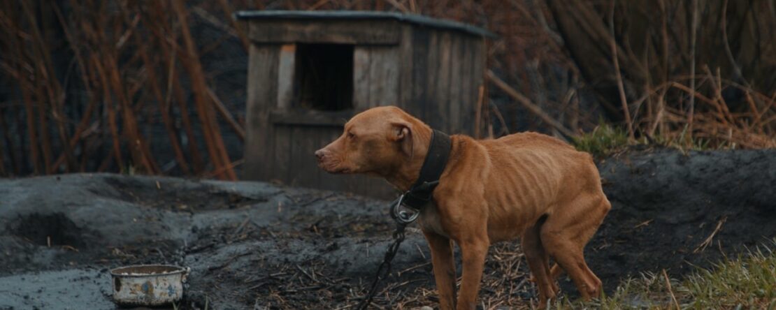 Perro marrón visiblemente desnutrido, atado con una cadena frente a una caseta deteriorada, rodeado de barro y ramas secas en un entorno abandonado.