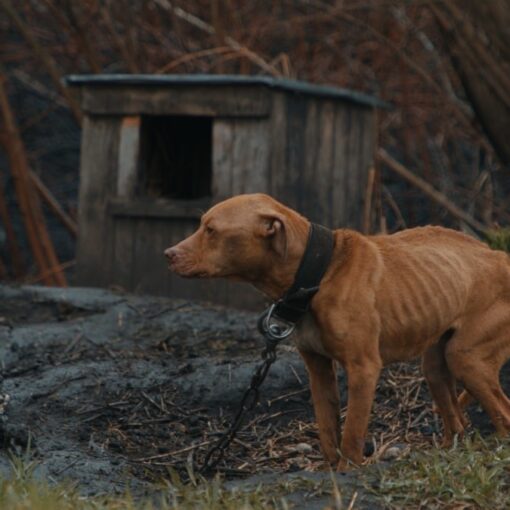 Perro marrón visiblemente desnutrido, atado con una cadena frente a una caseta deteriorada, rodeado de barro y ramas secas en un entorno abandonado.