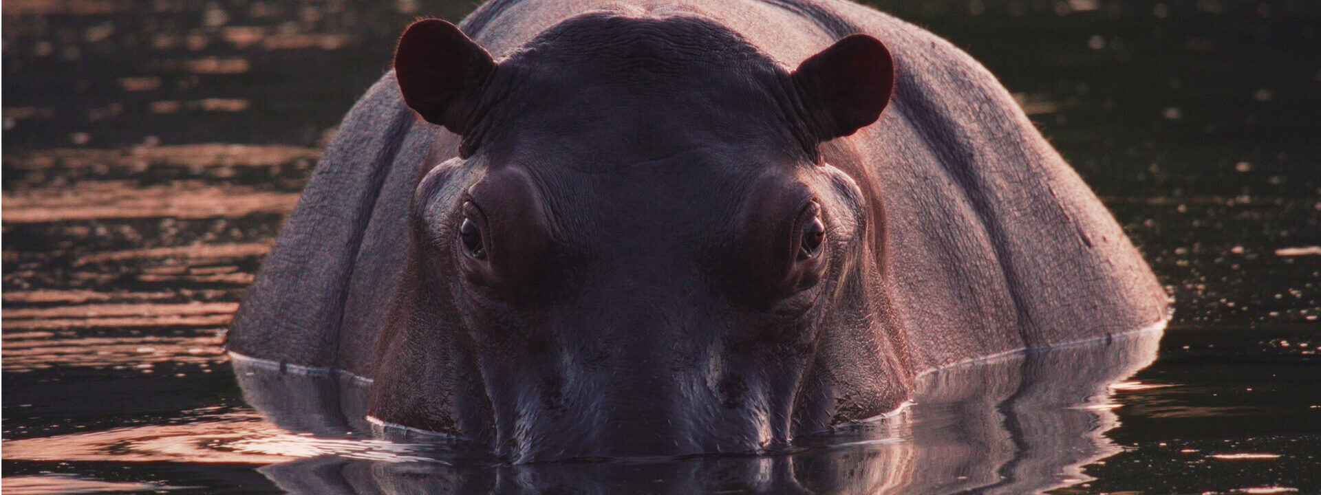 Fotograma del documental Sobre hipopótamos felices y pavos reales tristes, donde vemos un hipopótamo en el agua.