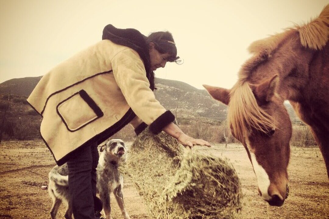Persona alimentando a un caballo con un fardo de heno, acompañada por un perro en un paisaje rural montañoso.